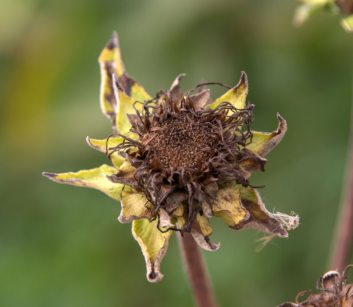 Изображение особи Inula helenium.