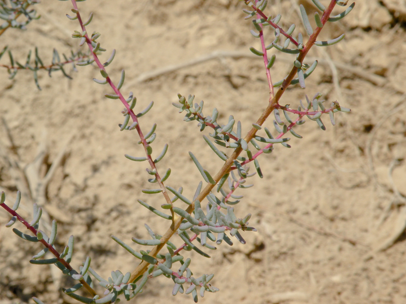 Image of Suaeda fruticosa specimen.