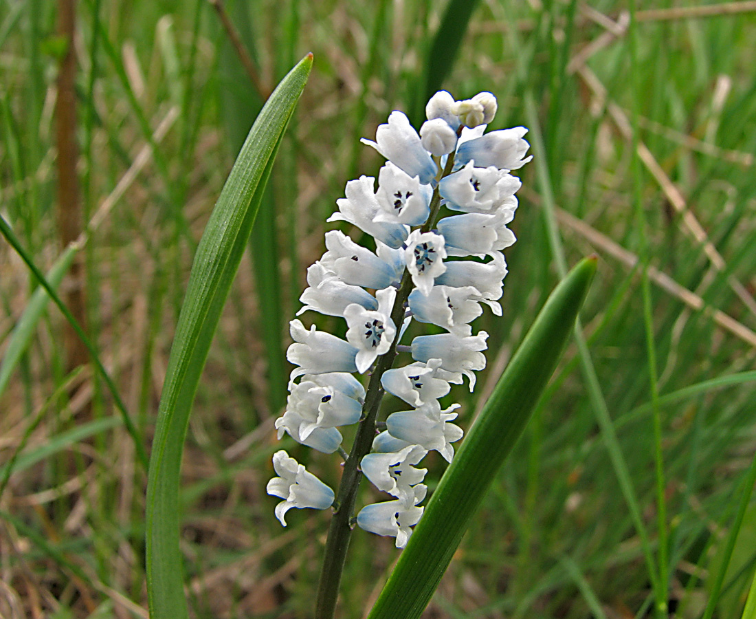 Изображение особи Hyacinthella leucophaea.