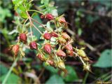 Hypericum perforatum. Соплодие. Украина, Ивано-Франковская обл., Болеховский горсовет, Поляницкий сельсовет, Поляницкий региональный ландшафтный парк, ур. Граница, опушка елового леса. 21.09.2017.