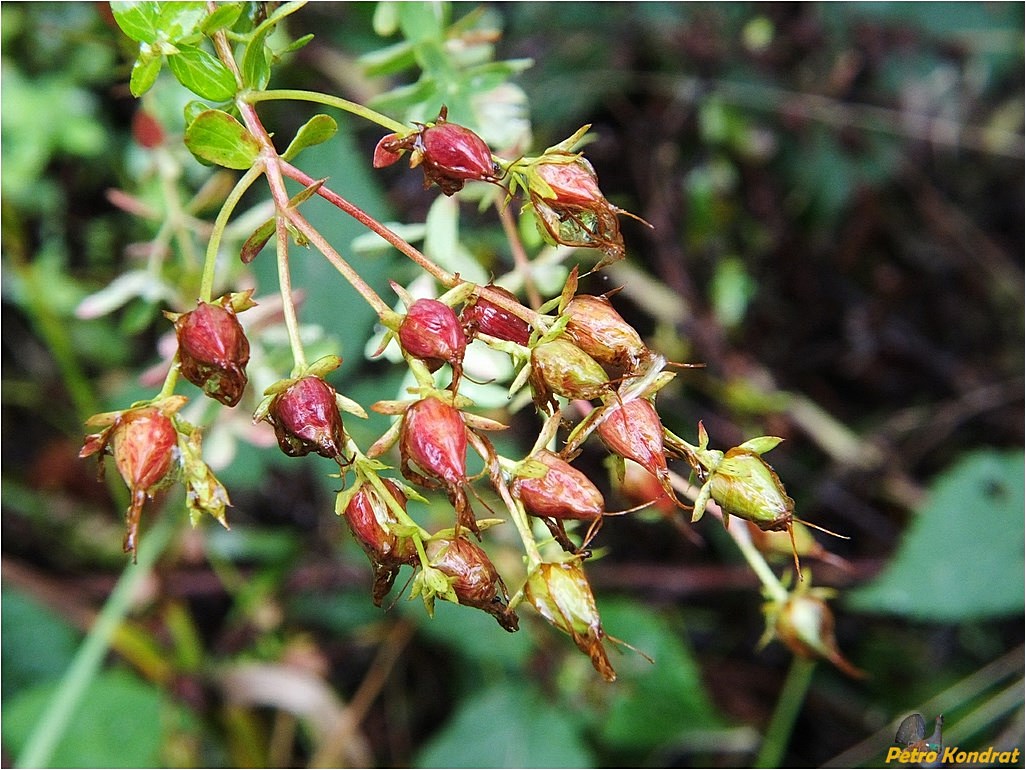 Image of Hypericum perforatum specimen.