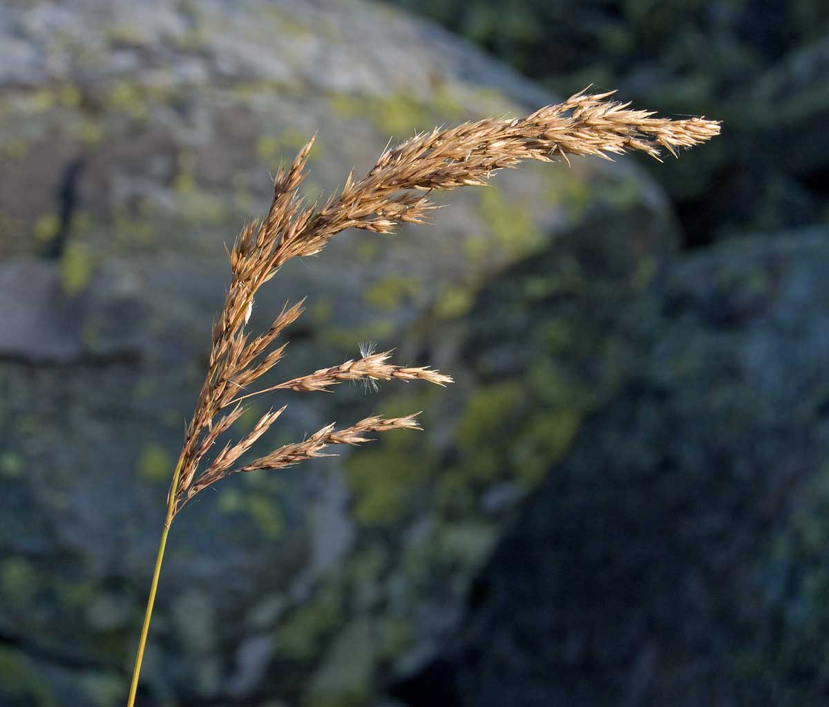 Изображение особи род Calamagrostis.