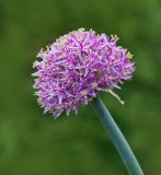 род Allium