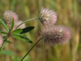 Trifolium arvense. Соцветия и листья. Магаданская обл., г. Магадан, на газоне. 08.09.2017.