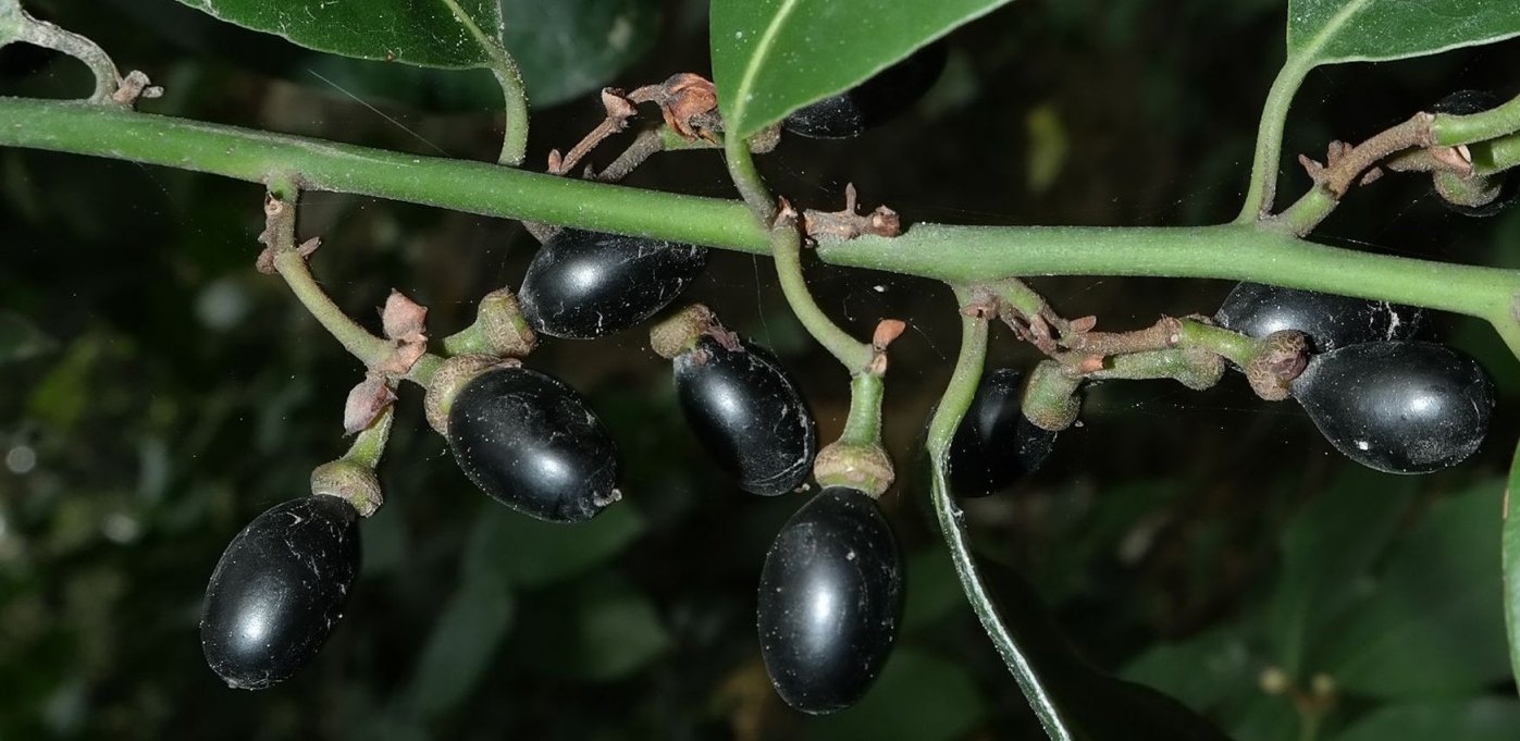 Image of Laurus nobilis specimen.