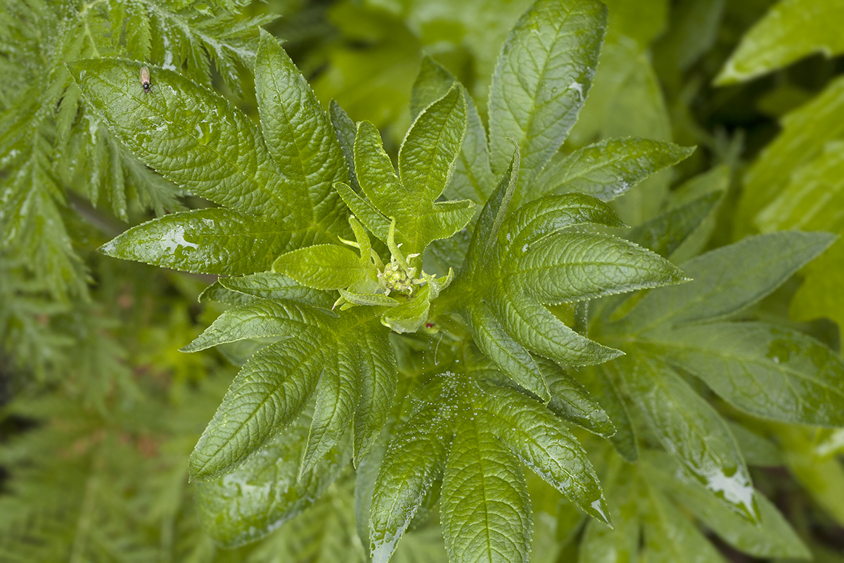 Изображение особи Senecio cannabifolius.