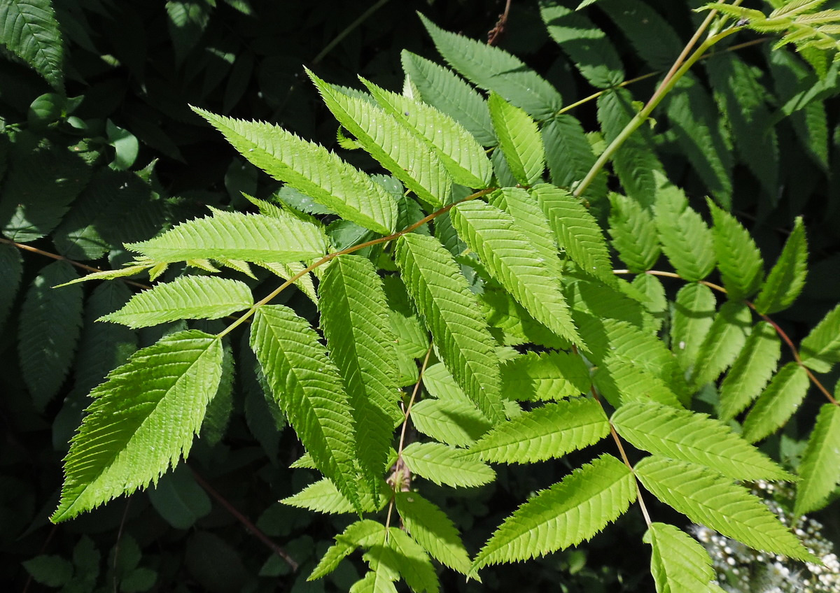 Image of Sorbaria sorbifolia specimen.