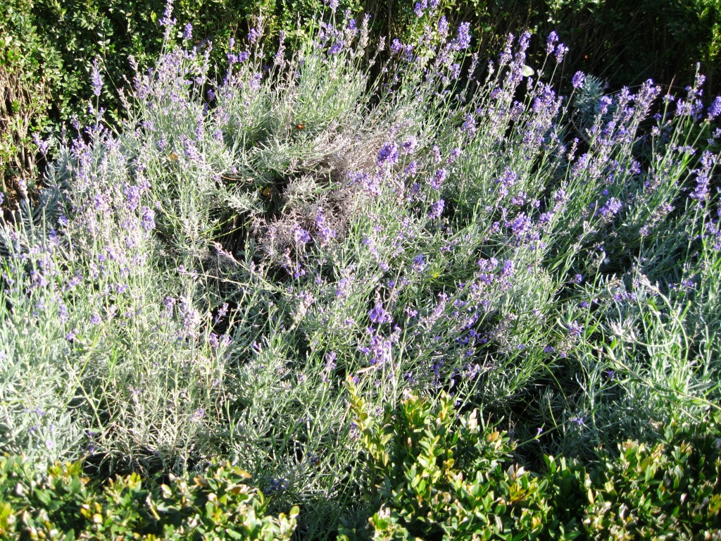 Image of Lavandula angustifolia specimen.