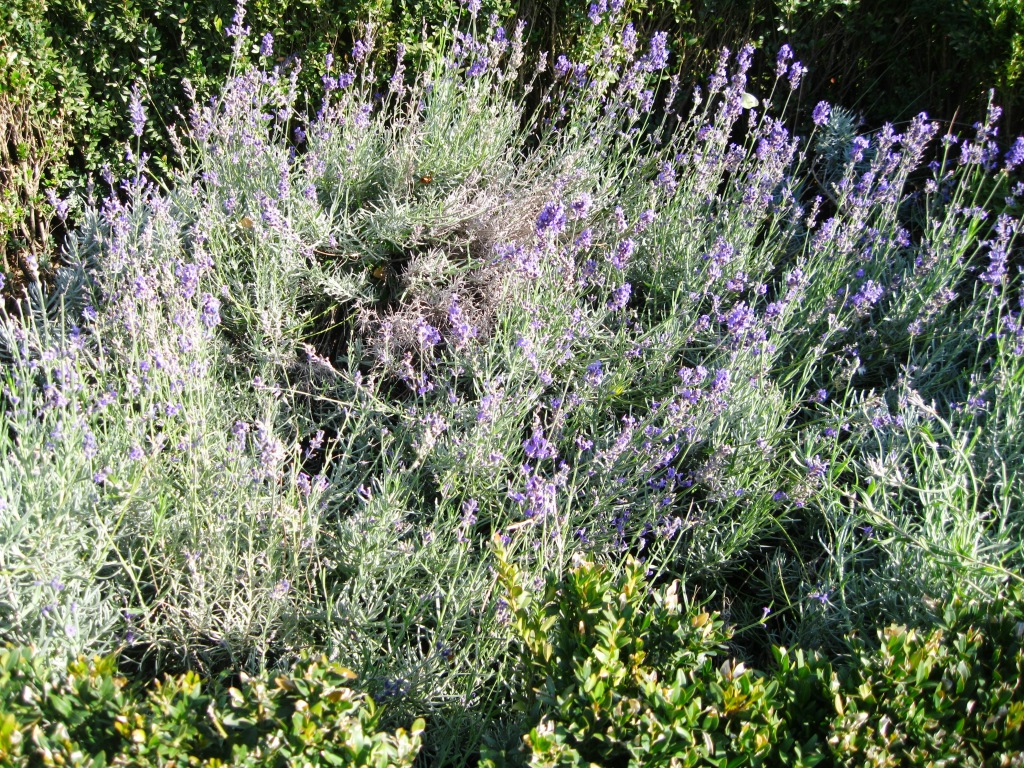 Image of Lavandula angustifolia specimen.