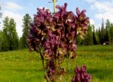 Aconitum bujbense