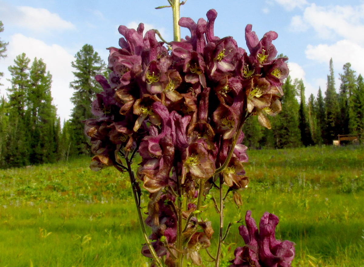Image of Aconitum bujbense specimen.