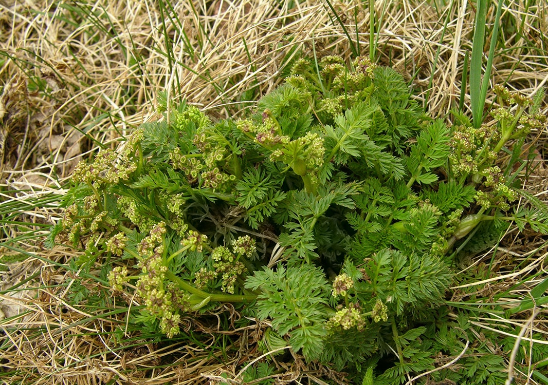 Изображение особи семейство Apiaceae.