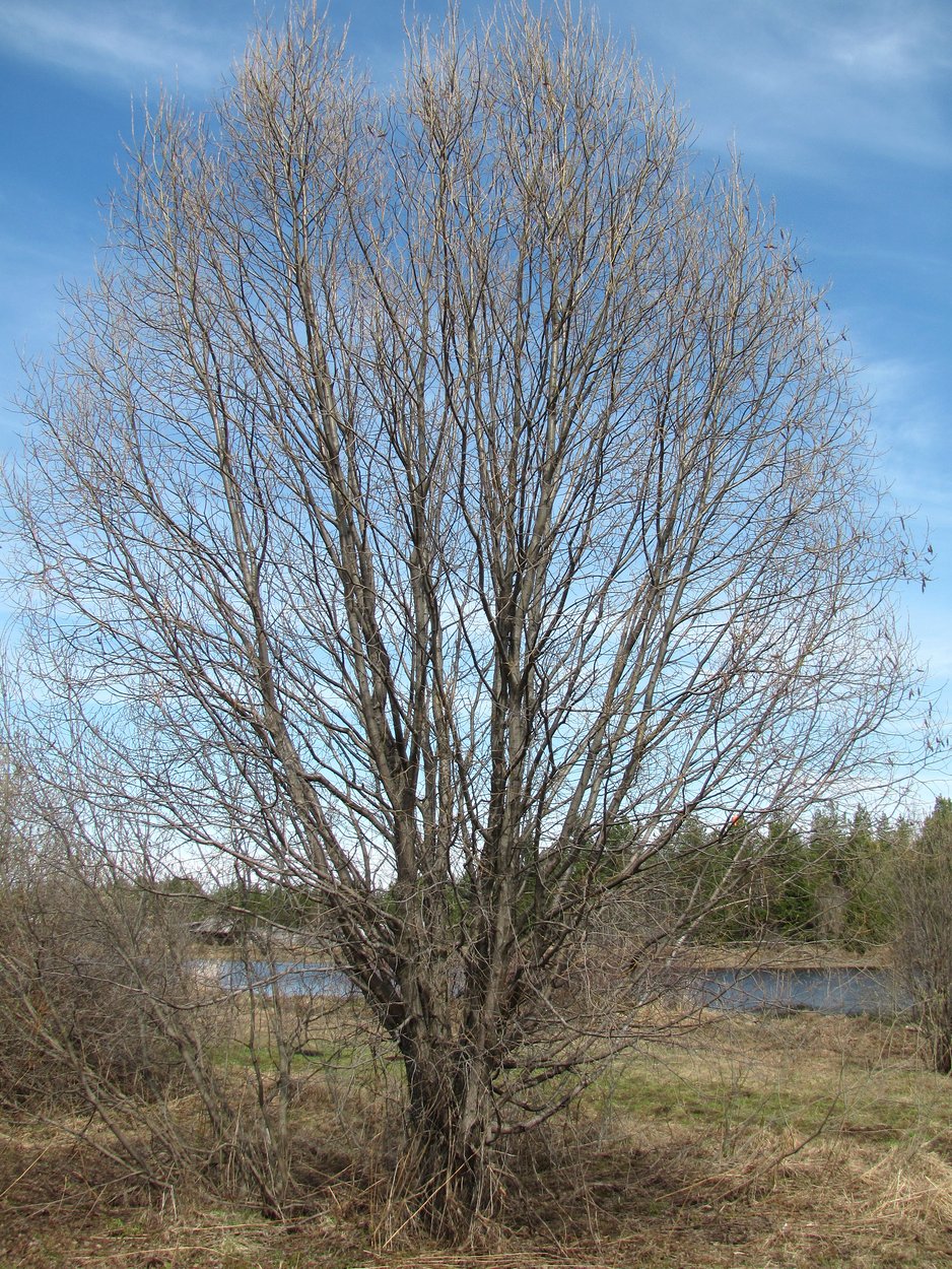 Image of Salix pentandra specimen.