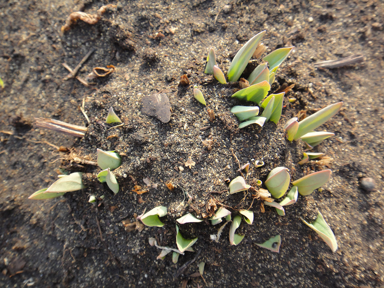 Изображение особи Mertensia sibirica.