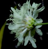 Cephalaria coriacea