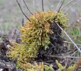 Salsola dendroides