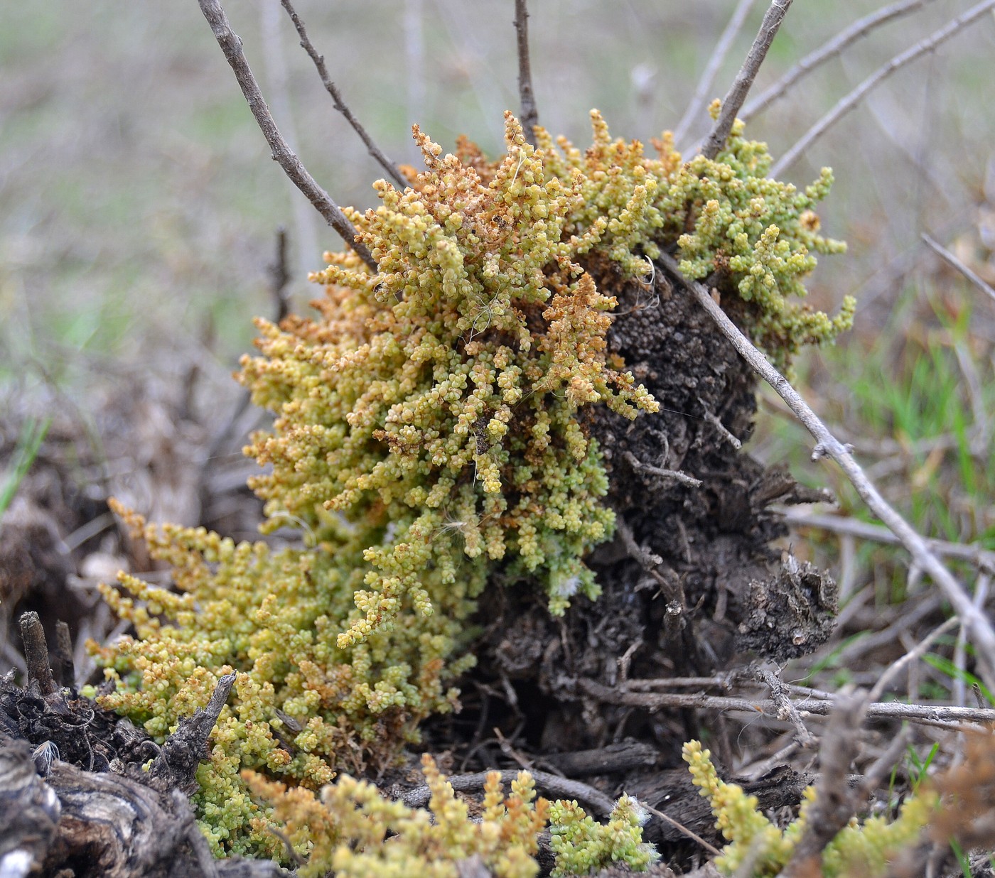 Image of Salsola dendroides specimen.