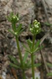 Galium aparine