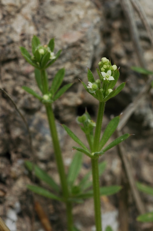 Image of Galium aparine specimen.