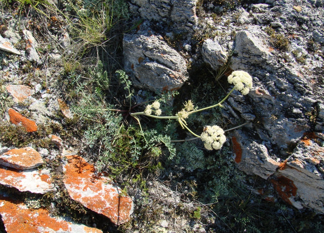 Image of Phlojodicarpus sibiricus specimen.