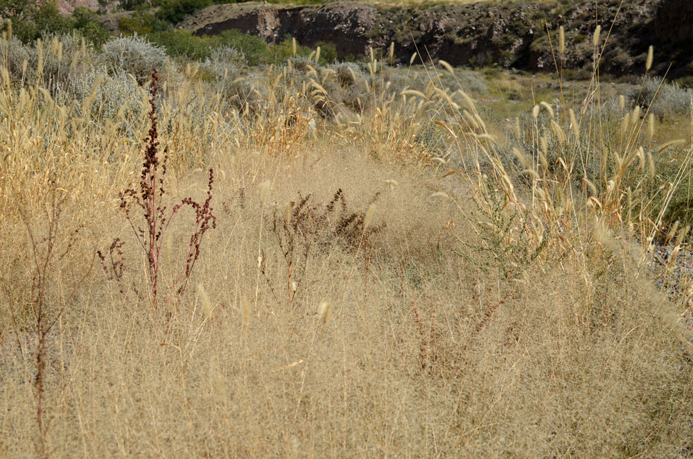 Image of Eragrostis minor specimen.