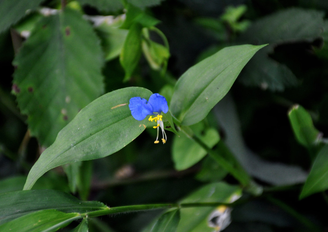 Изображение особи Commelina communis.