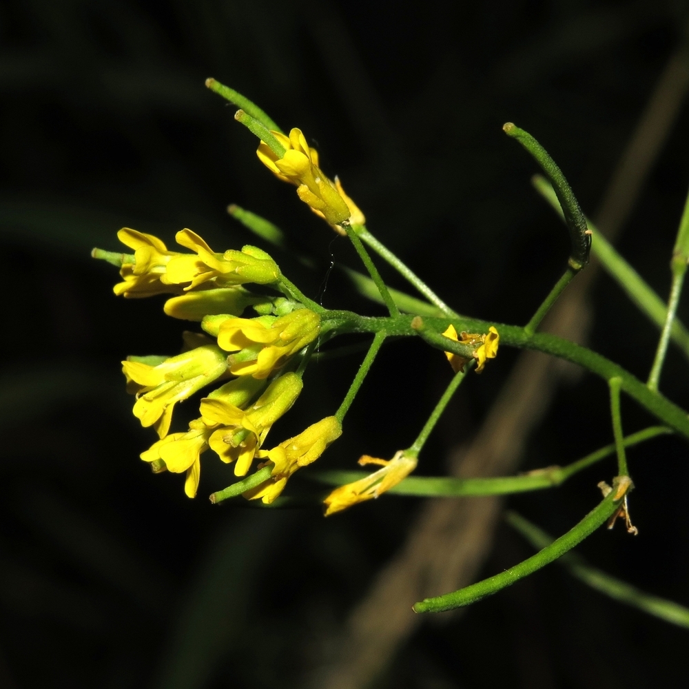 Изображение особи Erysimum cheiranthoides.