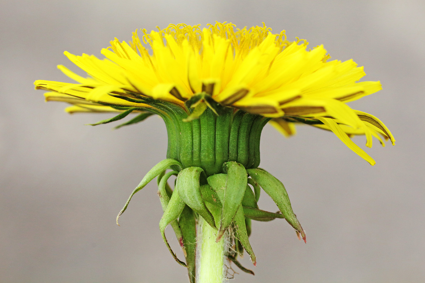 Изображение особи Taraxacum officinale.