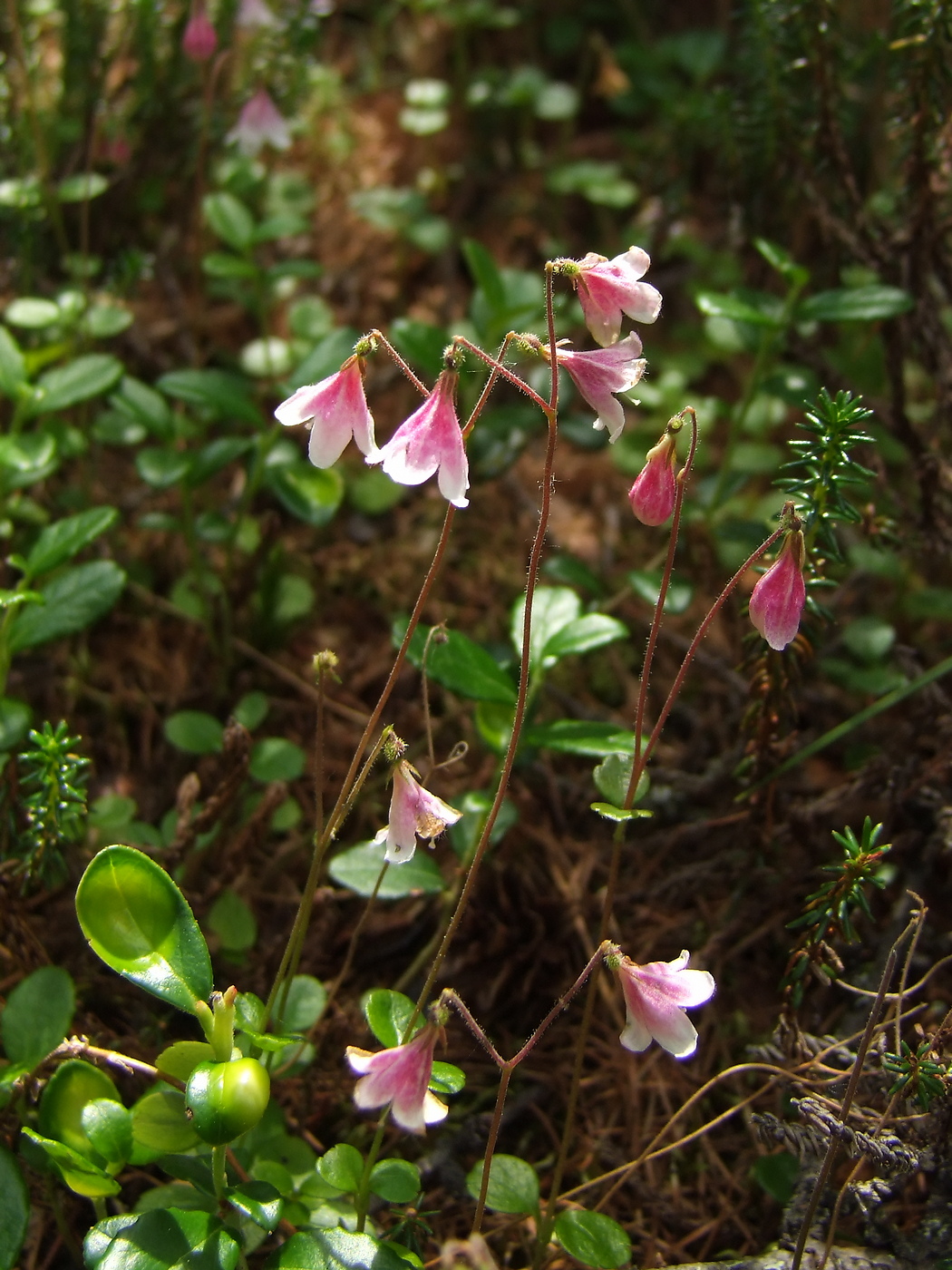 Image of Linnaea borealis specimen.