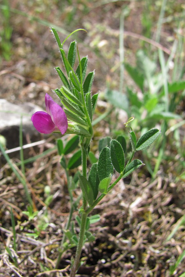 Image of Vicia cordata specimen.