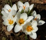 род Crocus