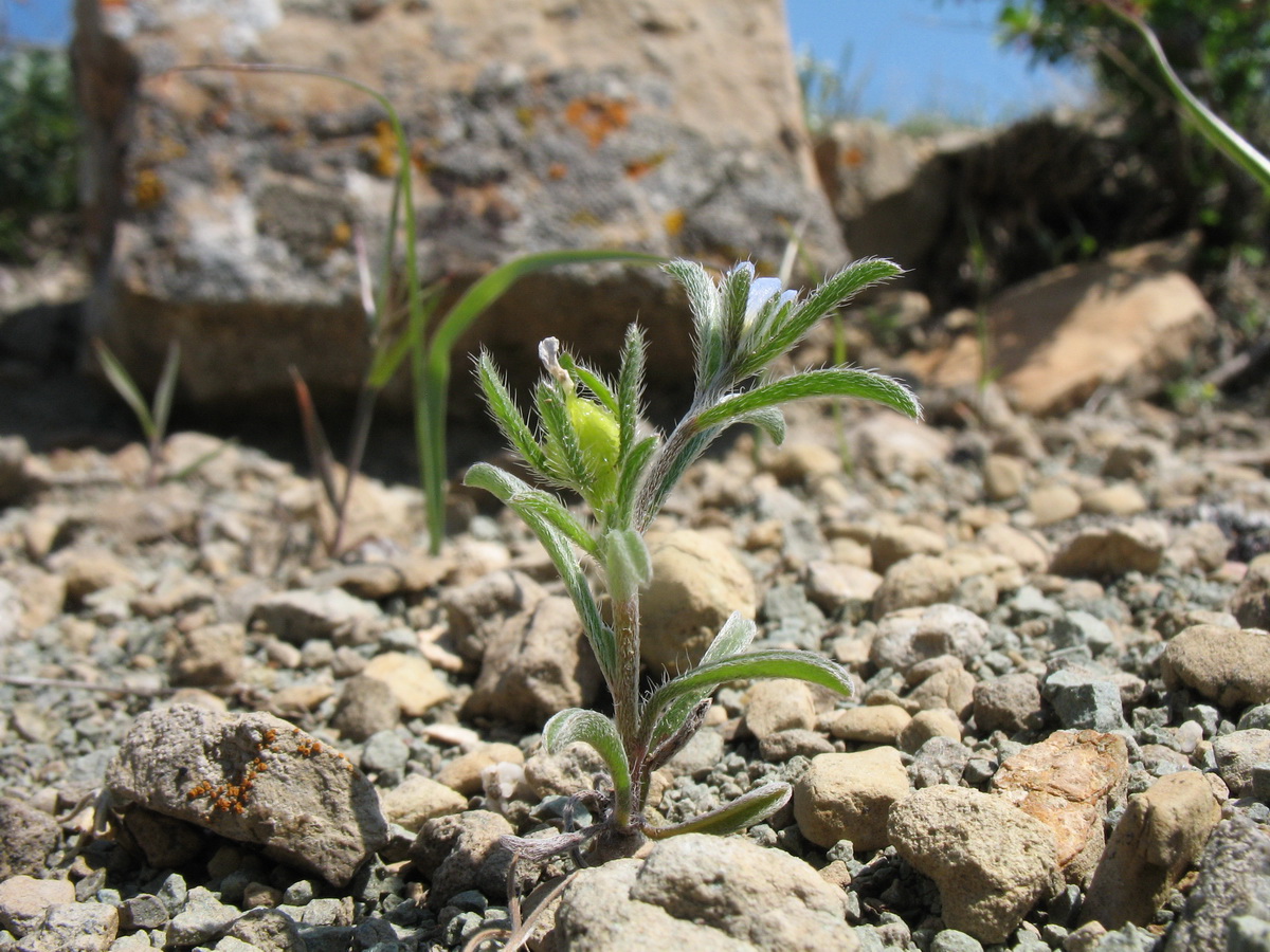 Изображение особи Lappula spinocarpos.