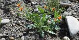 Glaucium elegans