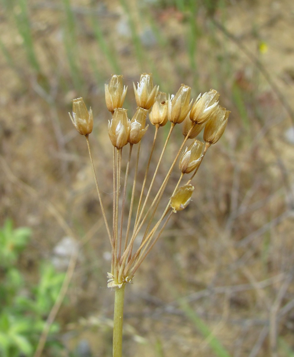 Image of Holosteum umbellatum specimen.