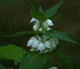 Lamium album. Верхушка цветущего растения. Московская обл., Раменский р-н, окр. дер. Хрипань, садовый участок. 27.05.2018.