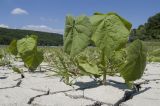 Abutilon theophrasti