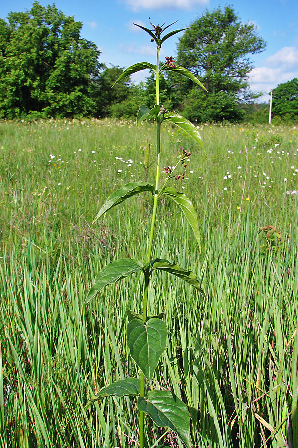 Изображение особи Vincetoxicum scandens.