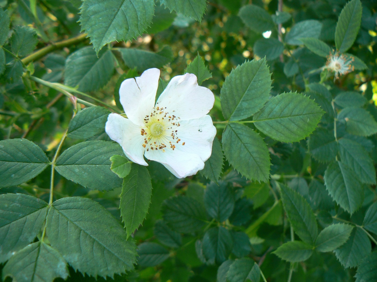 Image of Rosa subcanina specimen.