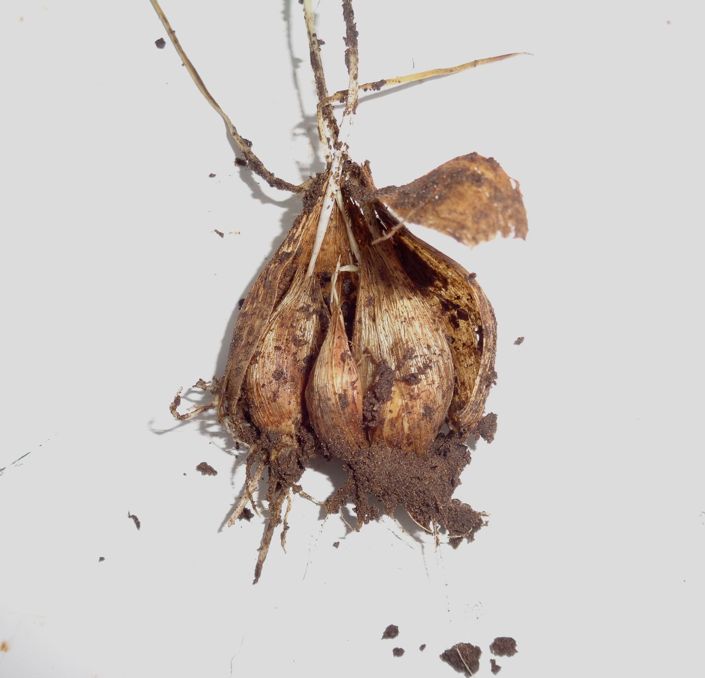 Image of Iridodictyum reticulatum specimen.