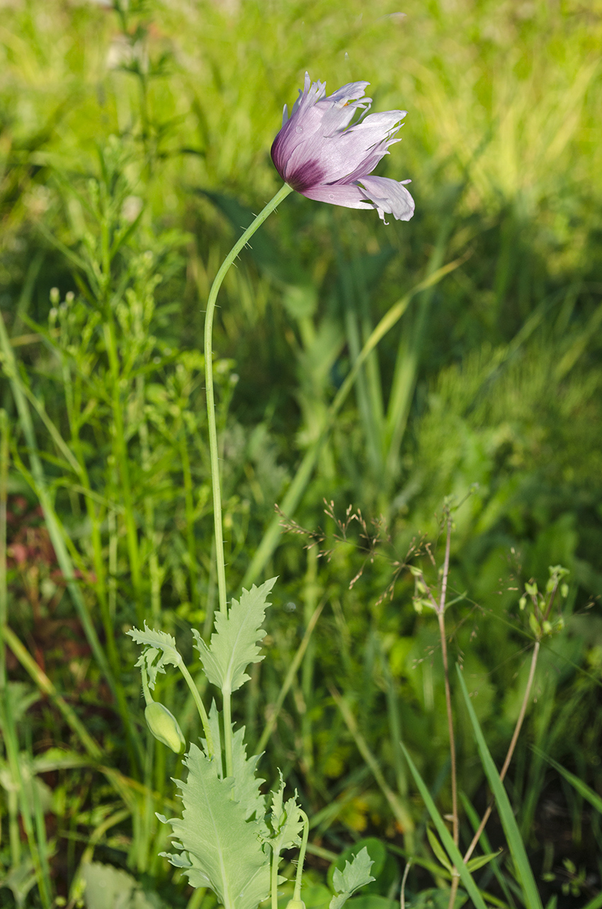 Image of Papaver somniferum specimen.