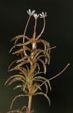 Hydrilla verticillata