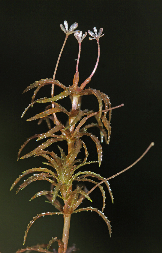 Изображение особи Hydrilla verticillata.