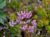 Calluna vulgaris. Верхушки побегов с соцветиями. Мурманская обл., Хибины, перевал Южный Чорргор, ≈ 850 м н.у.м., кустарничково-лишайниковая тундра. 07.08.2018.