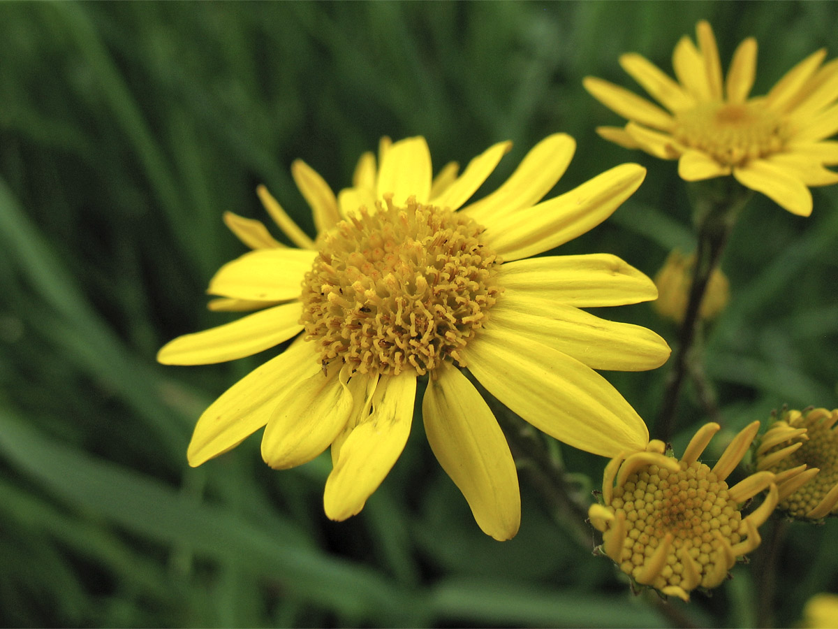 Image of Senecio aquaticus specimen.