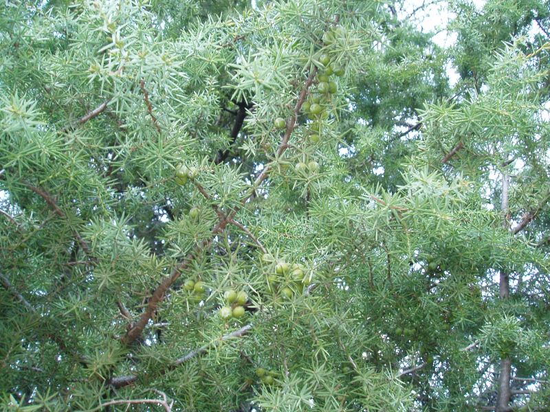 Изображение особи Juniperus deltoides.