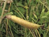 Vicia grandiflora. Созревающий плод. Украина, Закарпатская обл., Виноградовский р-н, окр. с. Веряца, залежь. 21 июня 2010 г.