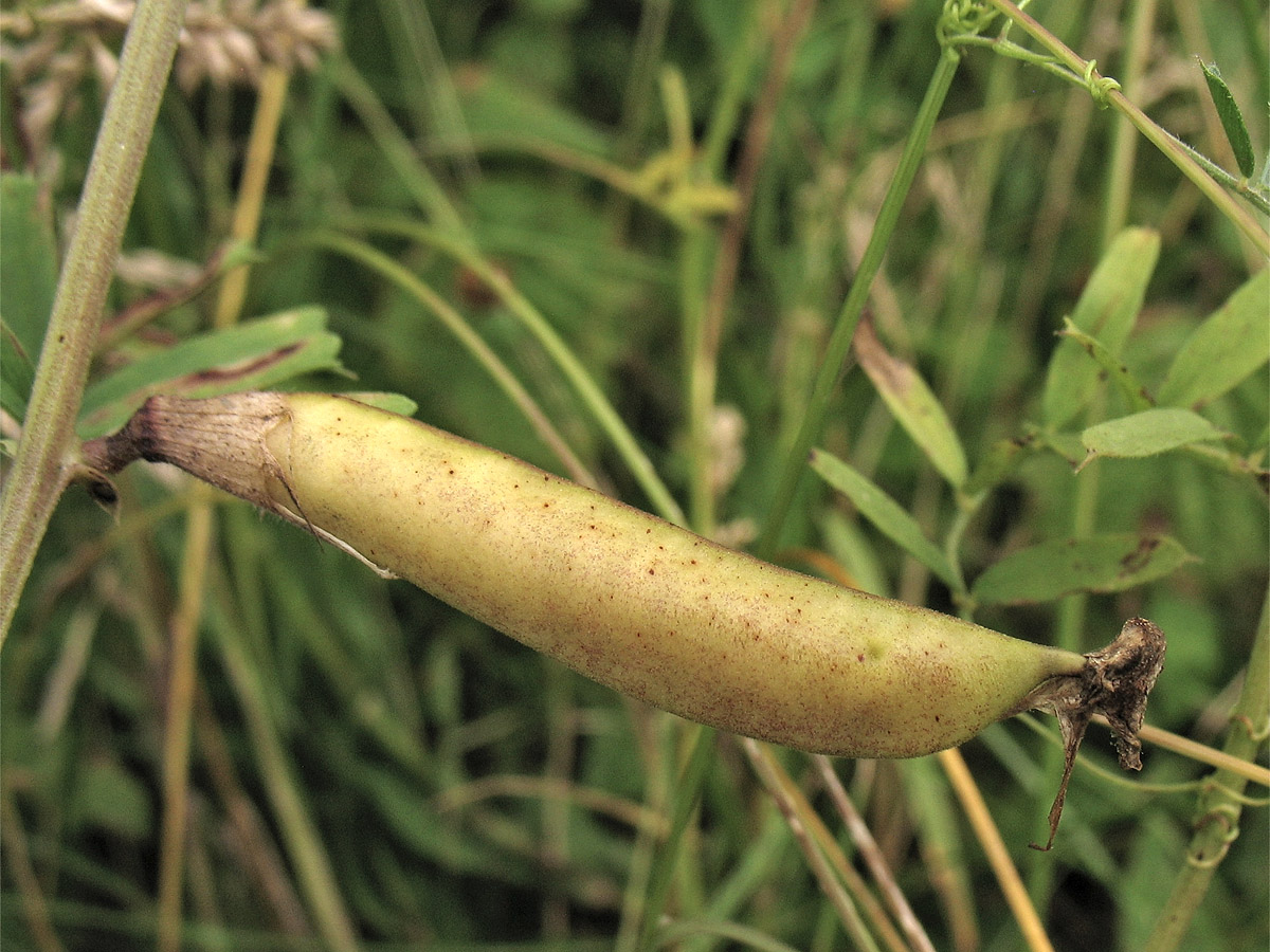 Изображение особи Vicia grandiflora.