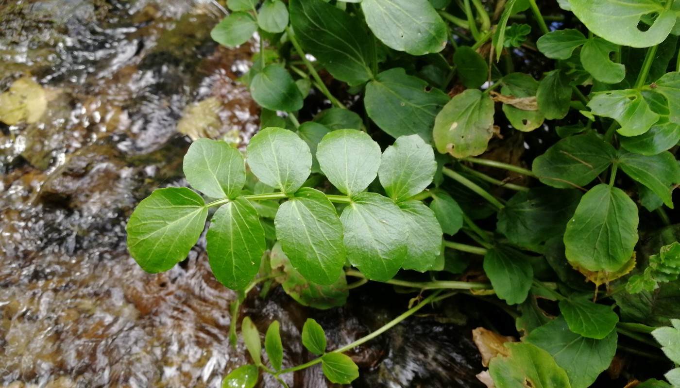 Изображение особи Cardamine yezoensis.