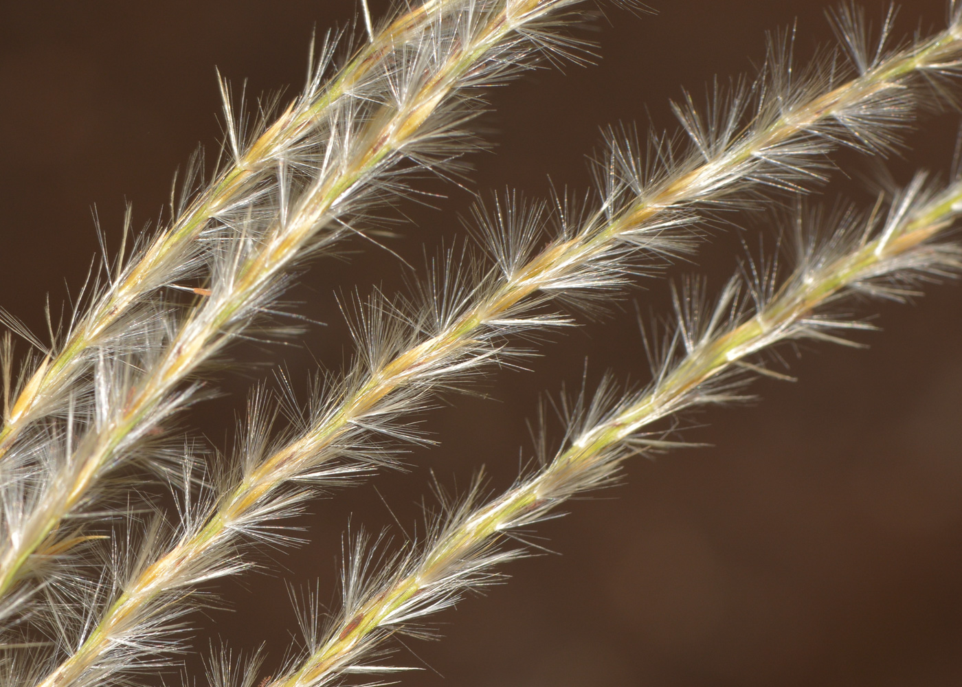 Image of genus Miscanthus specimen.