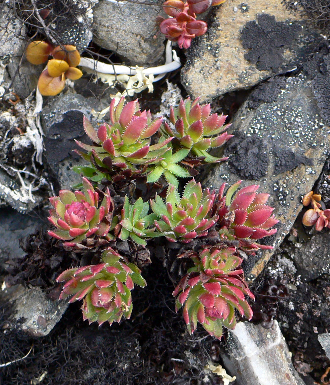 Изображение особи Saxifraga spinulosa.